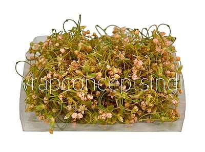 Salmon Baby Breath Florets Salmon Baby Breath Florets
