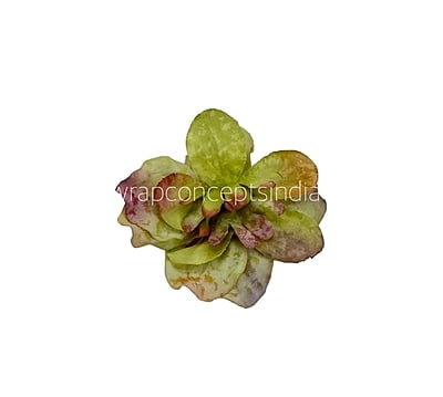 Moss Green Shaded Petunias