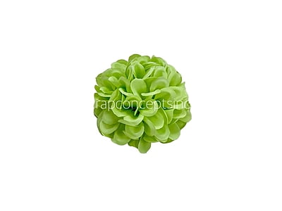 Lime Carnation Lime Carnation