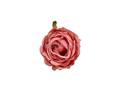 Flamingo Peony