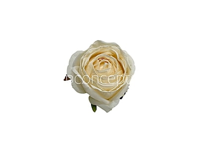 Cream Roses