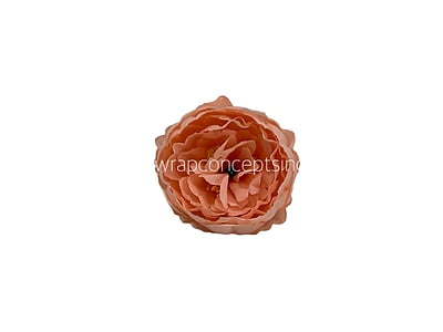 Melon Peony Melon Peony