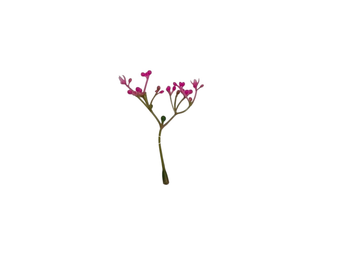Pink Floret Leaves