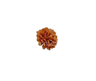 Small Carnation - Tan