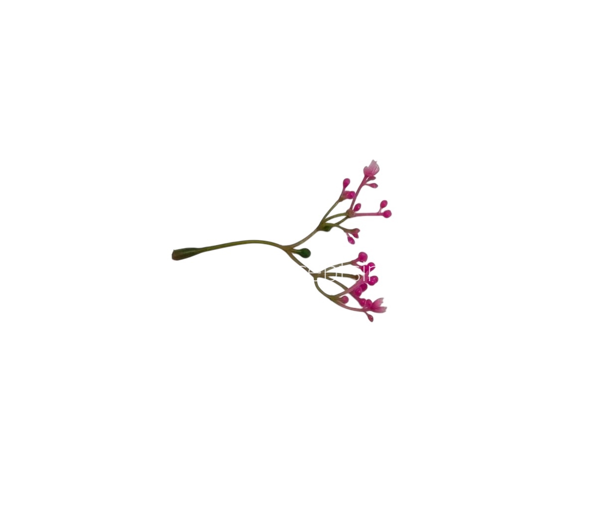 Pink Floret Leaves