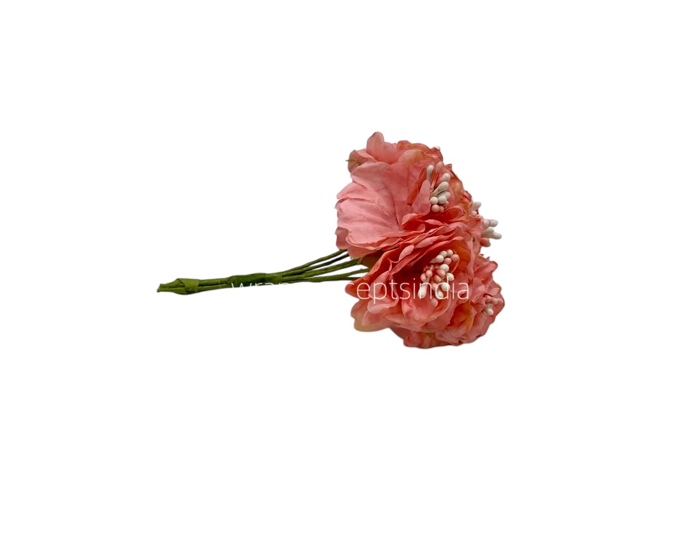 Peach Windflower Peach Windflower