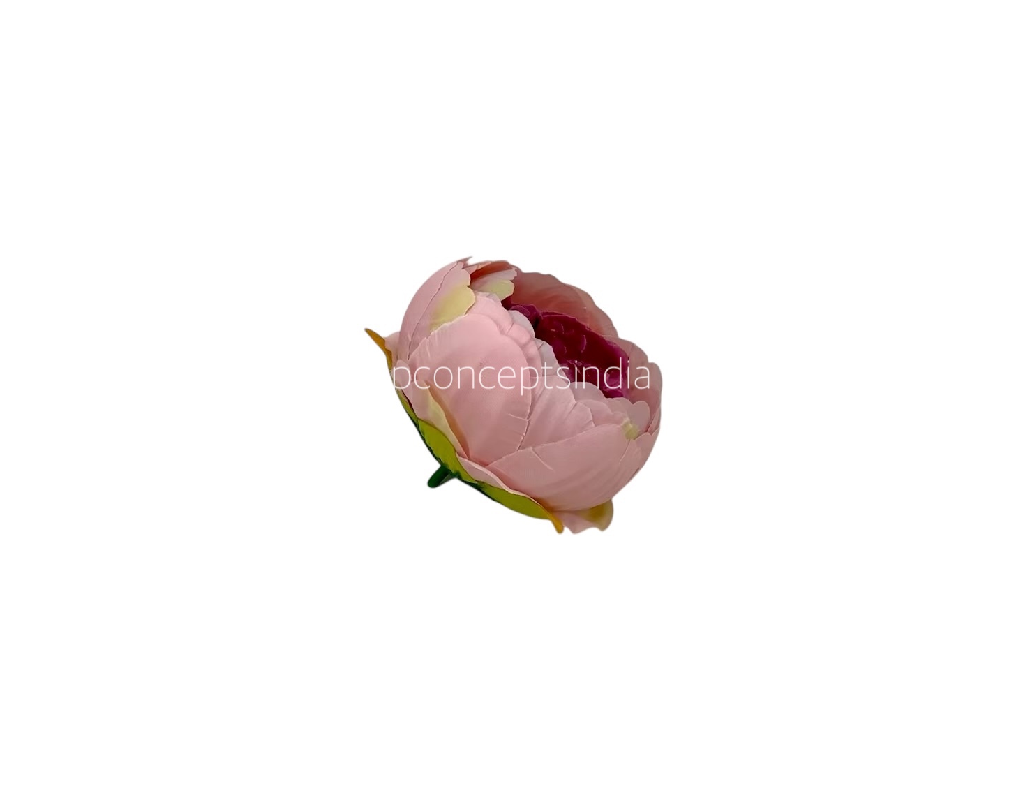 Peony - Peach with Damson Peony - Peach with Damson