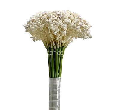 Baby Breath's Bunch