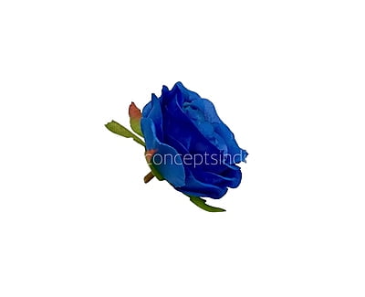 Indigo Camellia Flower