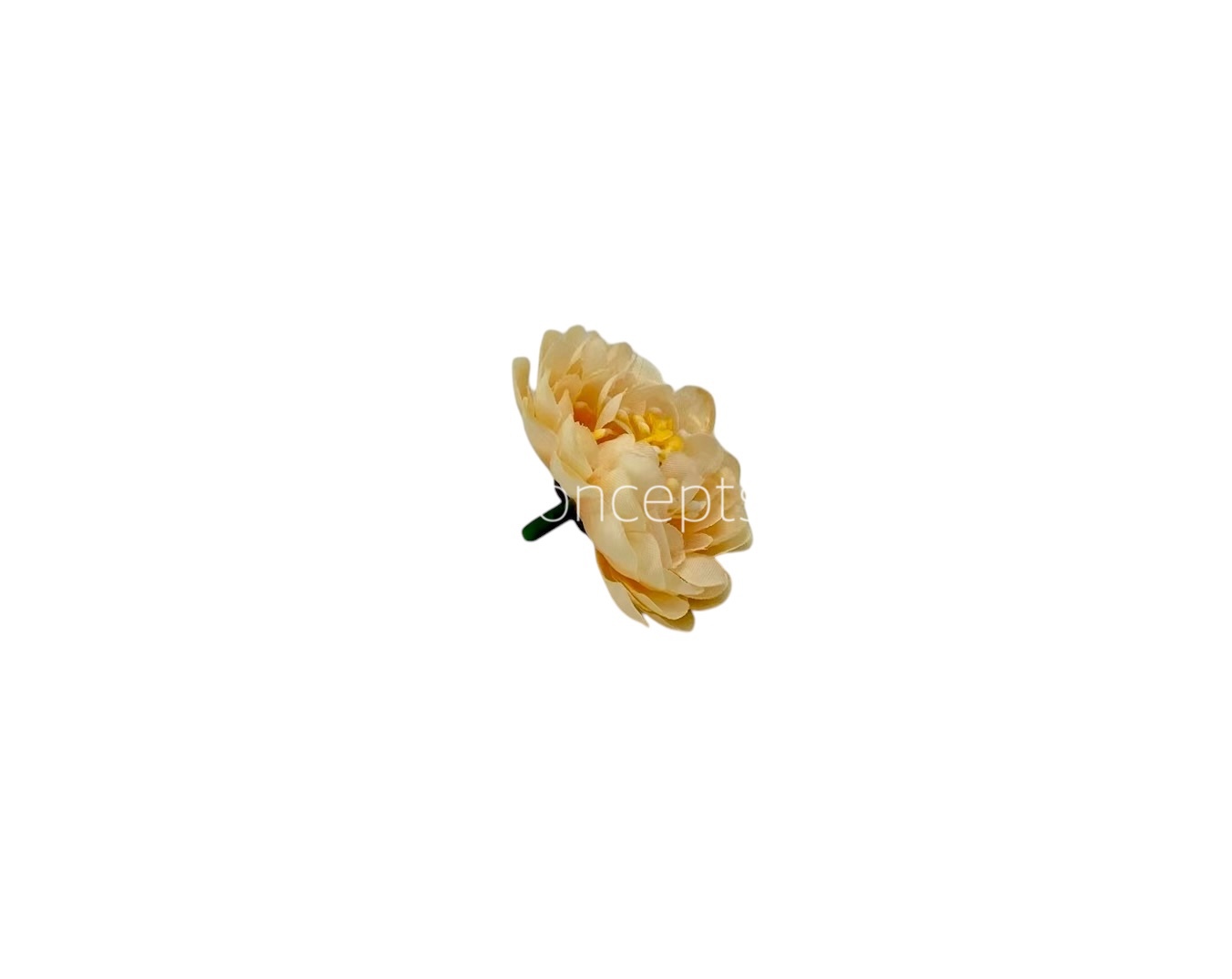 Creamy Yellow Small Dahlia Creamy Yellow Small Dahlia