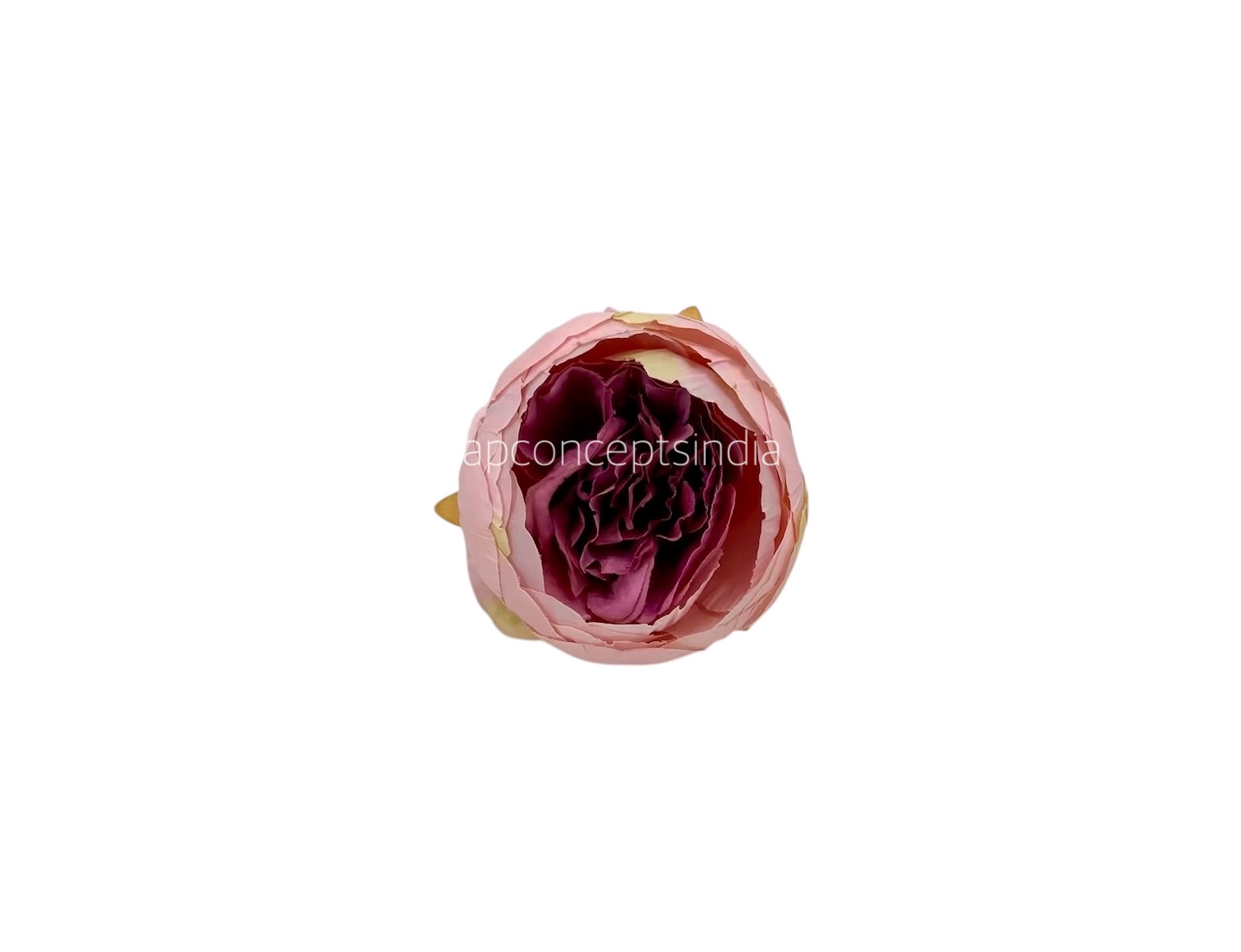 Peony - Peach with Damson Peony - Peach with Damson