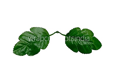 Green Hazel Leaves