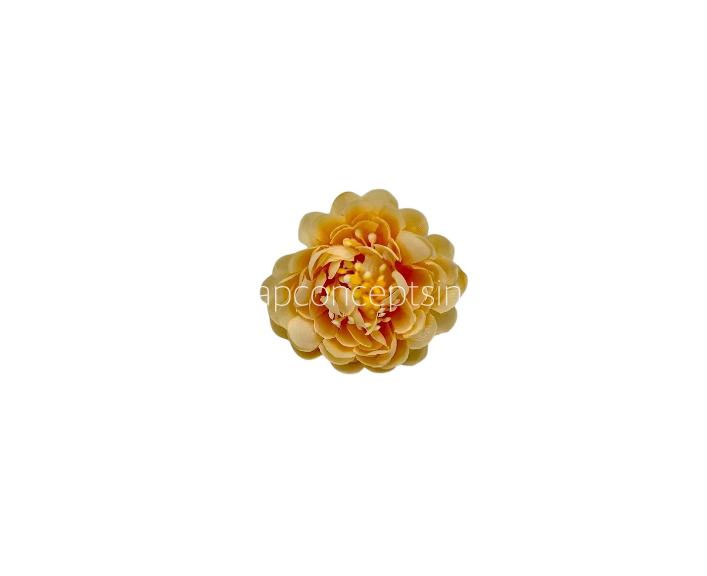Creamy Yellow Small Dahlia Creamy Yellow Small Dahlia