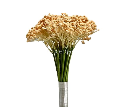 Baby Breath's Bunch