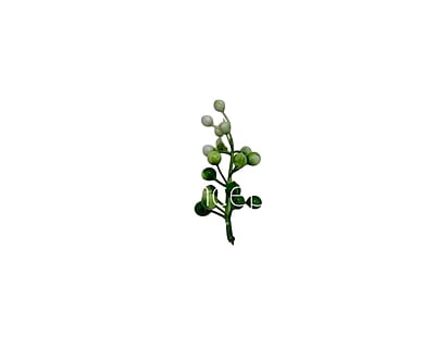 Green & White Big Baby Breath Florets