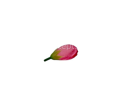 Pink Tulip Bud