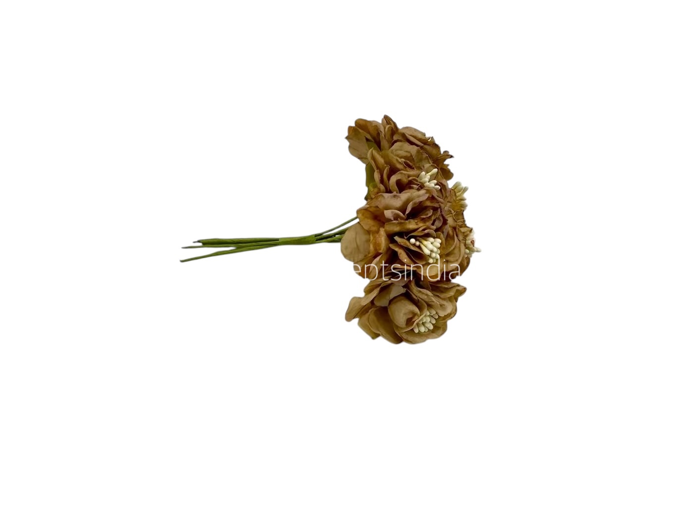 Coffee Windflower