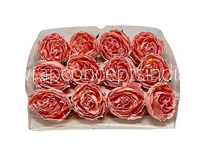 Peach Burst Peony