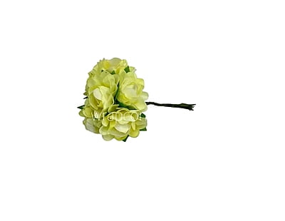 Corn Aubrieta Flower Corn Aubrieta Flower
