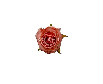 Pretty Peach Small Rose