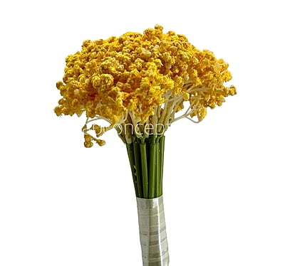 Baby Breath's Bunch