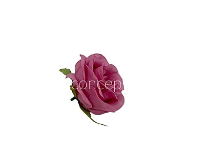 Persian Pink Roses Persian Pink Roses